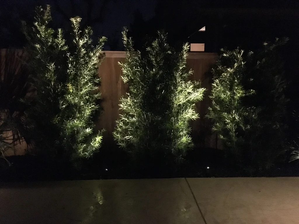 Tall, illuminated evergreen trees stand against a dark background, casting soft shadows